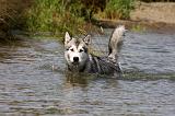 ALASKAN MALAMUTE 646